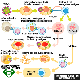 Three main players in immunity: Macrophages, T cells and B cells = Immune system activation